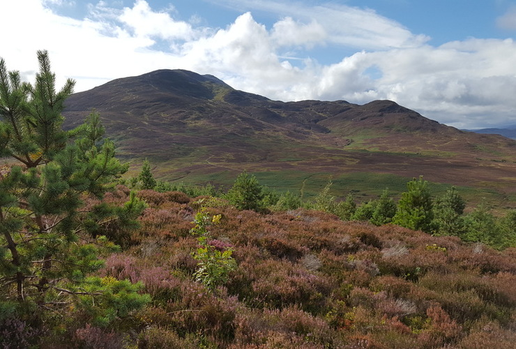 Hillside at DC with Schiehallion detail 