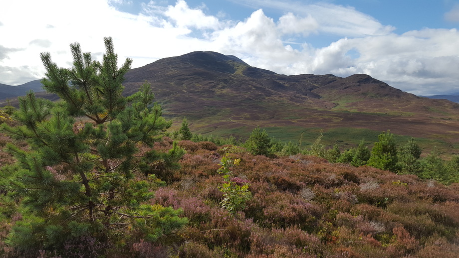 Hillside at DC with Schiehallion detail 