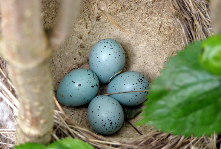 Don - song thrush eggs