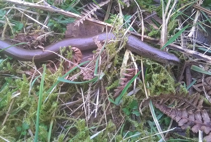 Romany Garnett slow worm