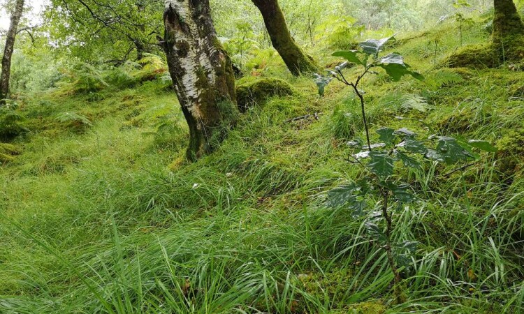 Self seeded oak near Steall Gorge