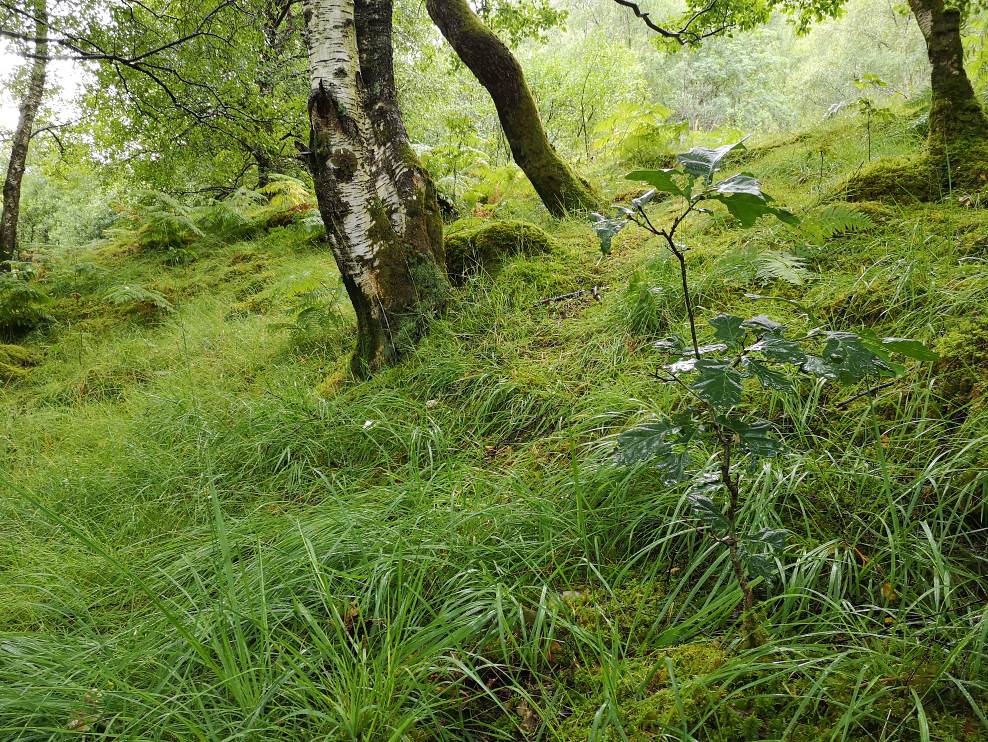 Self seeded oak near Steall Gorge 