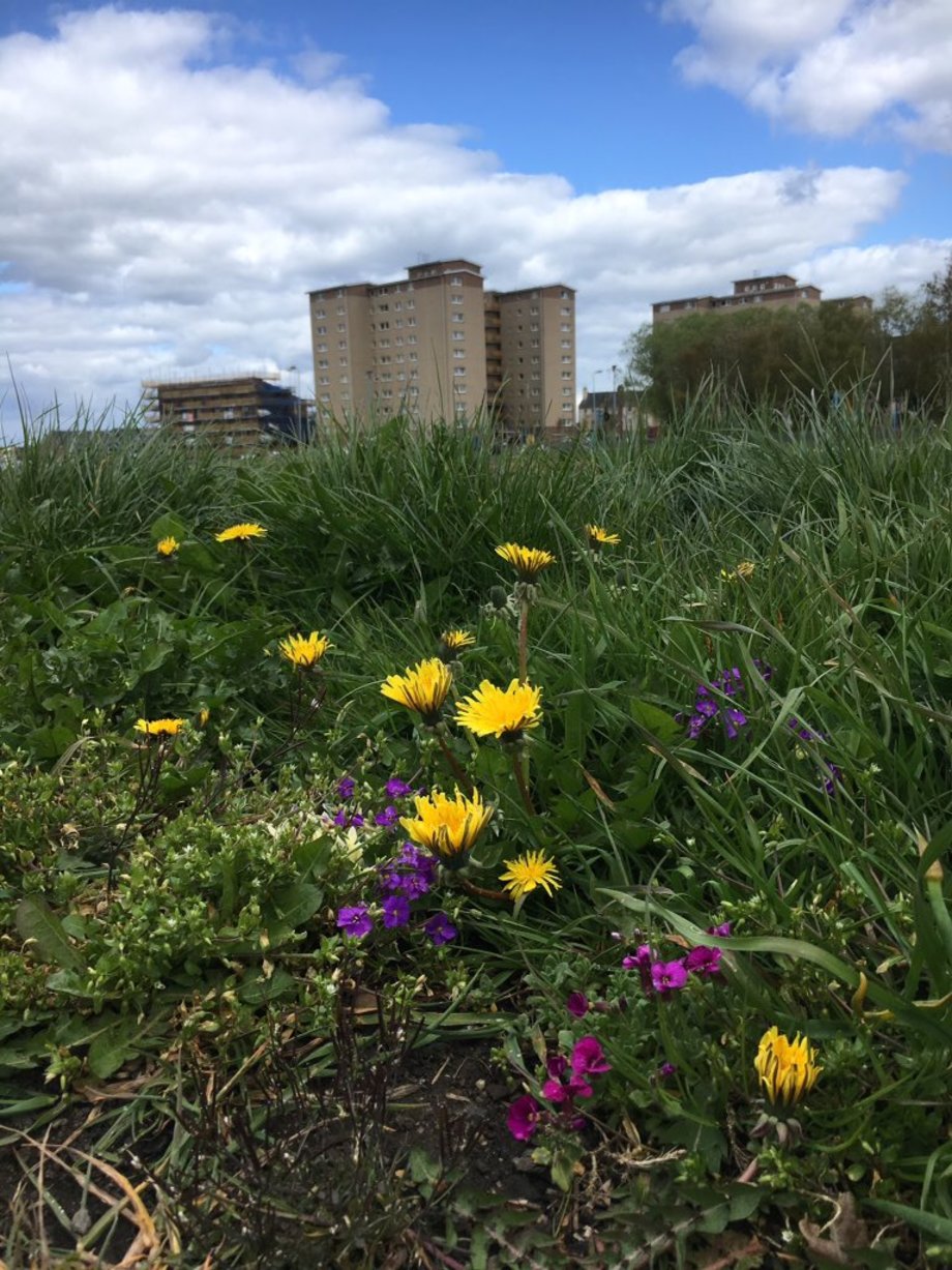 urban flowers credit Toby Clark