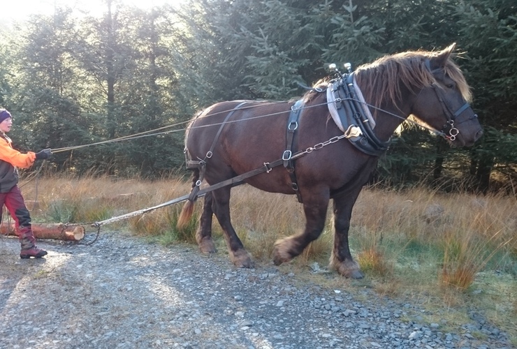 Karen Purvis homestead horse logging