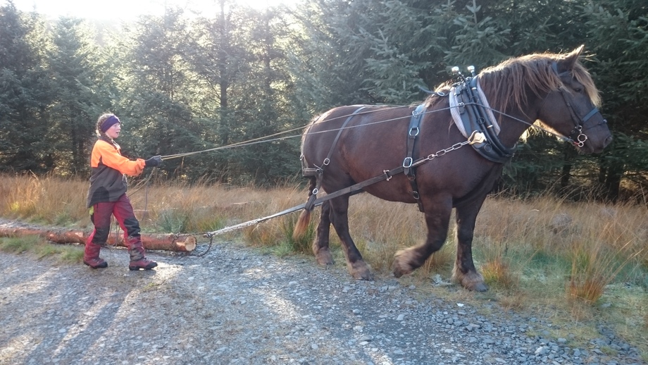 Karen Purvis homestead horse logging