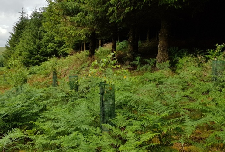 Glenlude landscape with growing trees