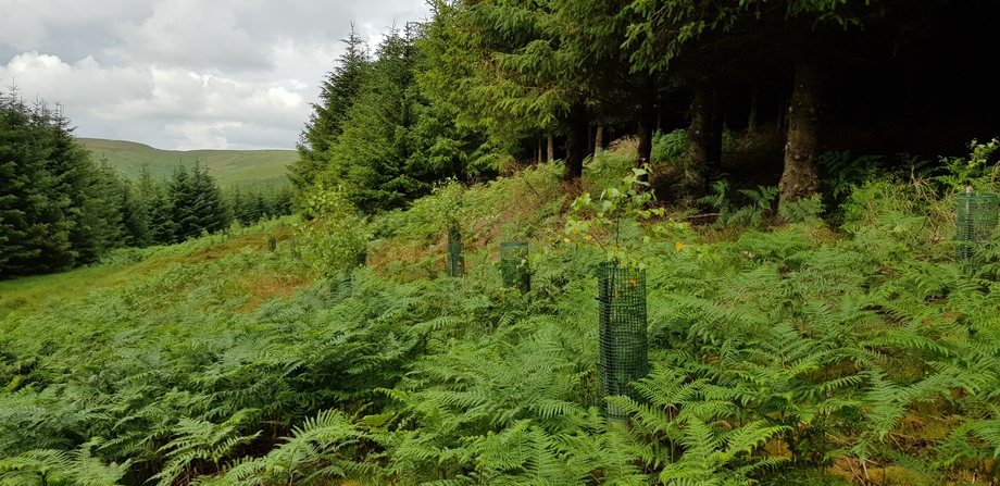 Glenlude landscape with growing trees