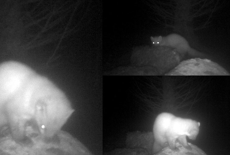 Pine Marten at Skye