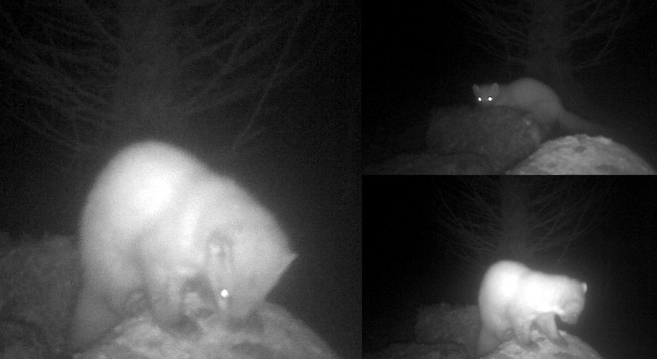 Pine Marten at Skye