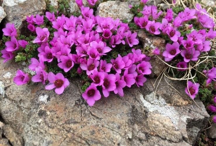 Purple Saxifrage