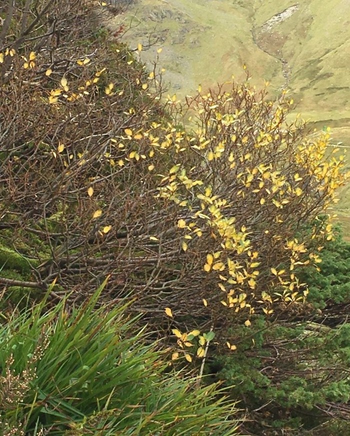 tea leaved willow on the crag