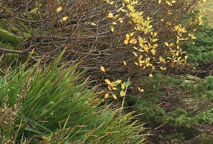 tea leaved willow on the crag