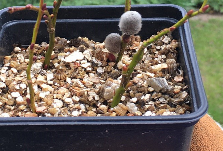Downy willow cuttings with catkins 