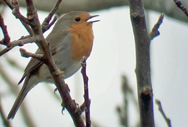 Cat Baillie robin