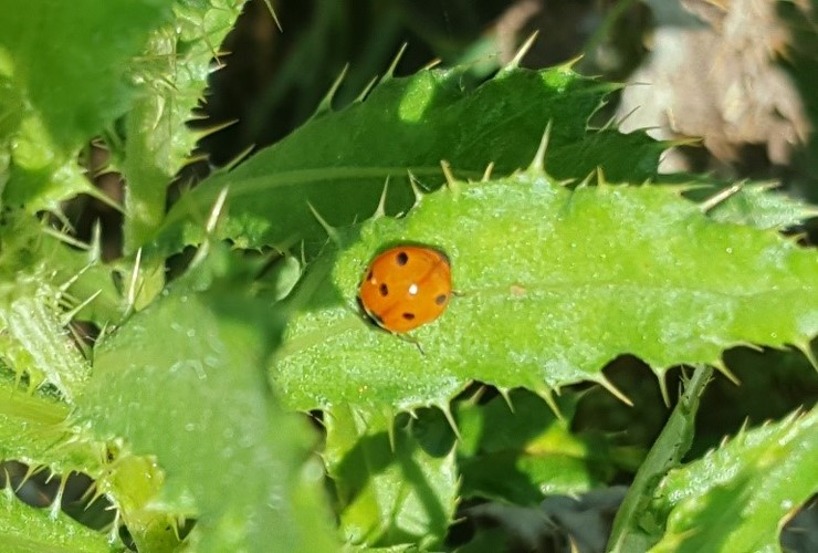 Cat Baillie ladybird