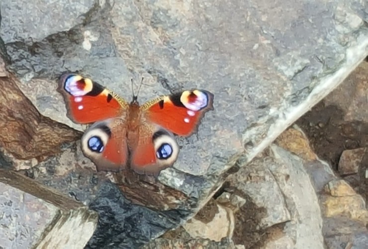 Cat Baillie peacock butterfly
