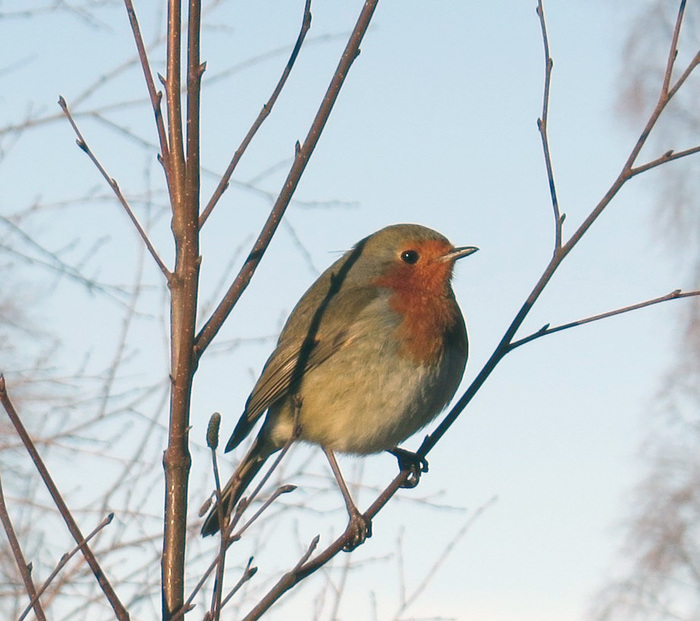 Robin