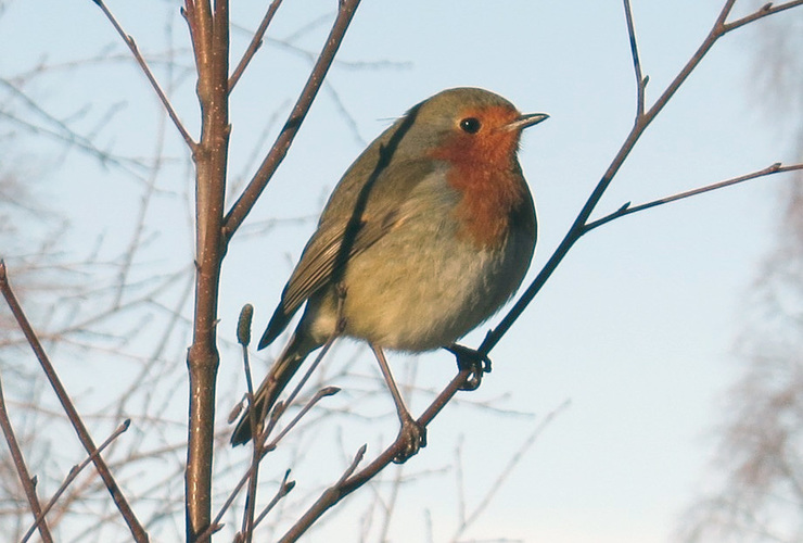 Robin