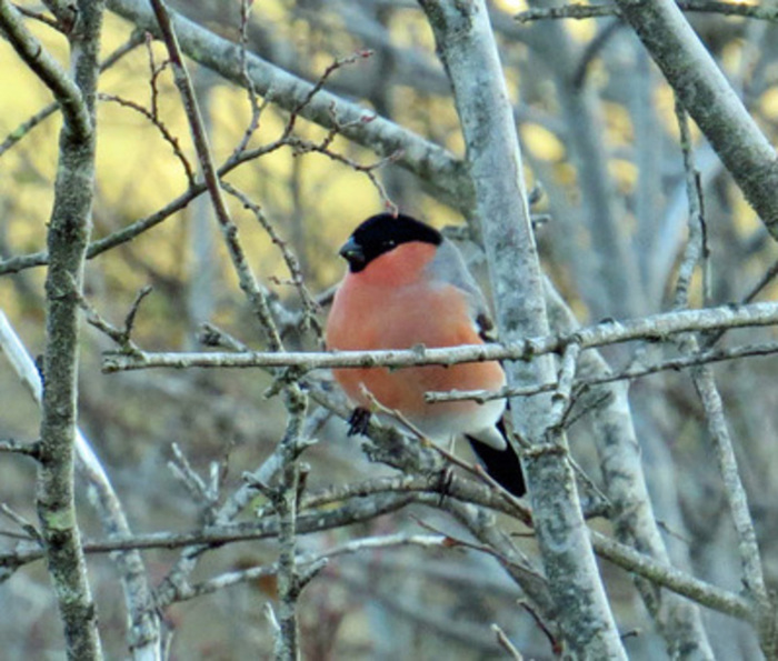Liz Auty - Bullfinch