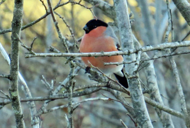 Liz Auty - Bullfinch