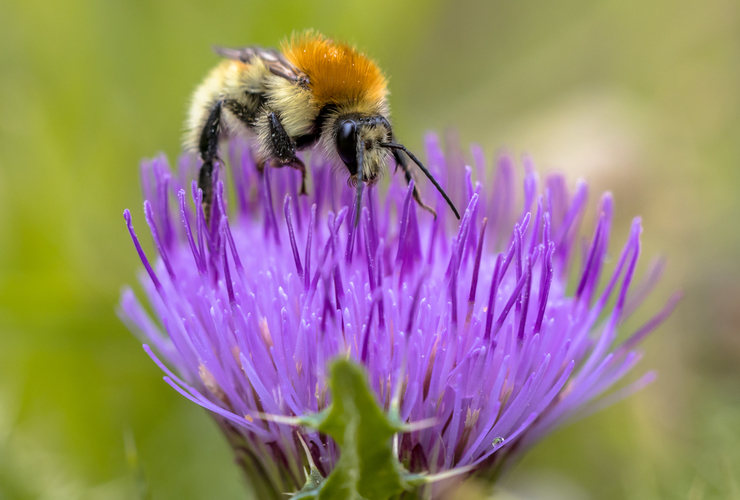 Great Yellow Bumblebee - iStockphoto license