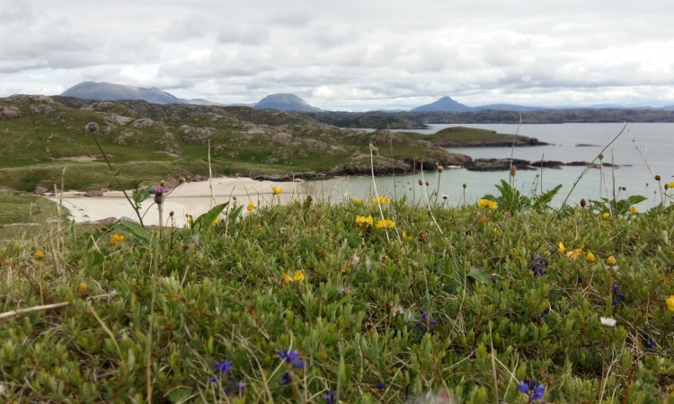 Machair at Polin - Carrie Weager