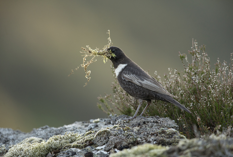 Ring Ouzel - Scotland Big Picture