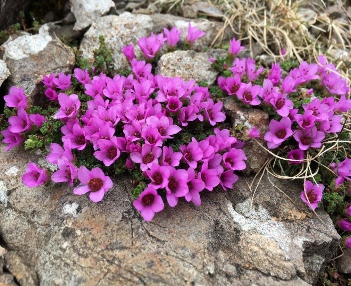 Purple Saxifrage at Glenridding