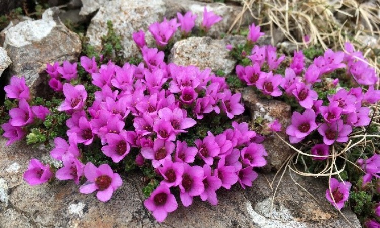Purple Saxifrage at Glenridding
