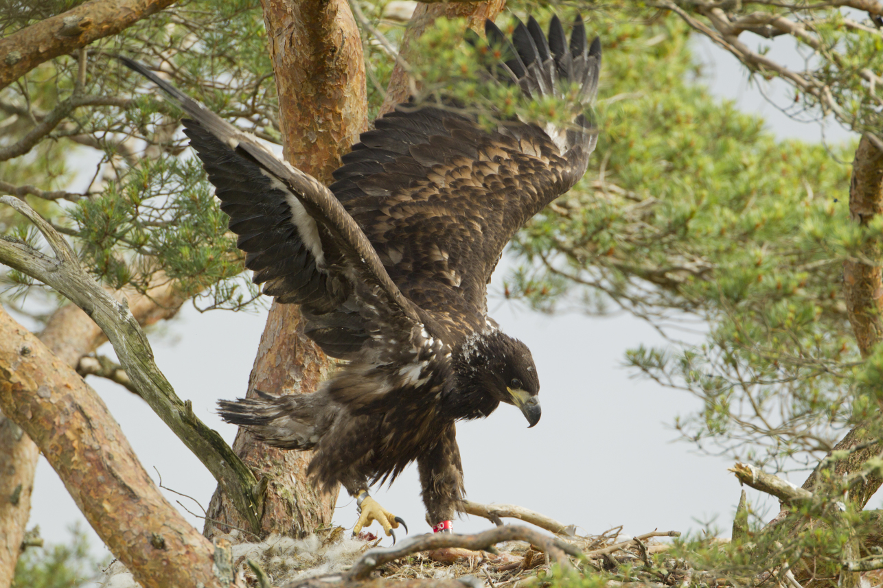 White tailed Eagle - Mark Hamblin - Scotland Big Picture