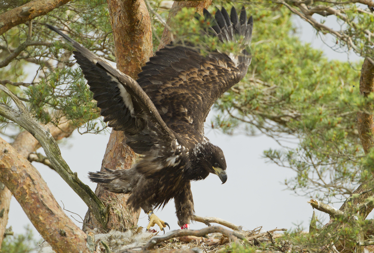White tailed Eagle - Mark Hamblin - Scotland Big Picture
