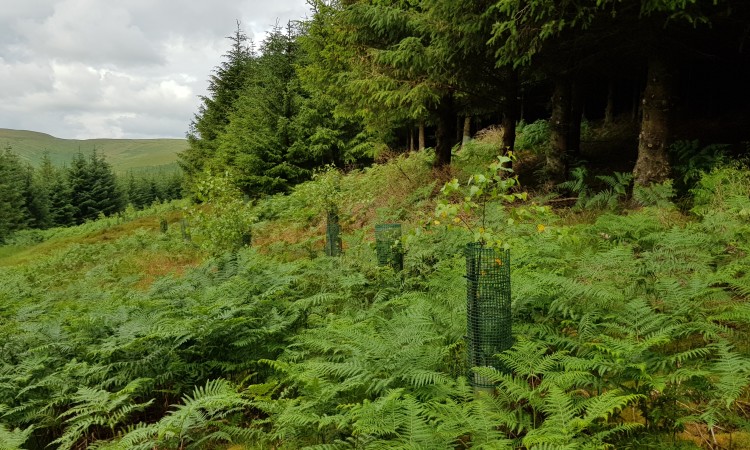 Glenlude growing trees - Daisy Clark