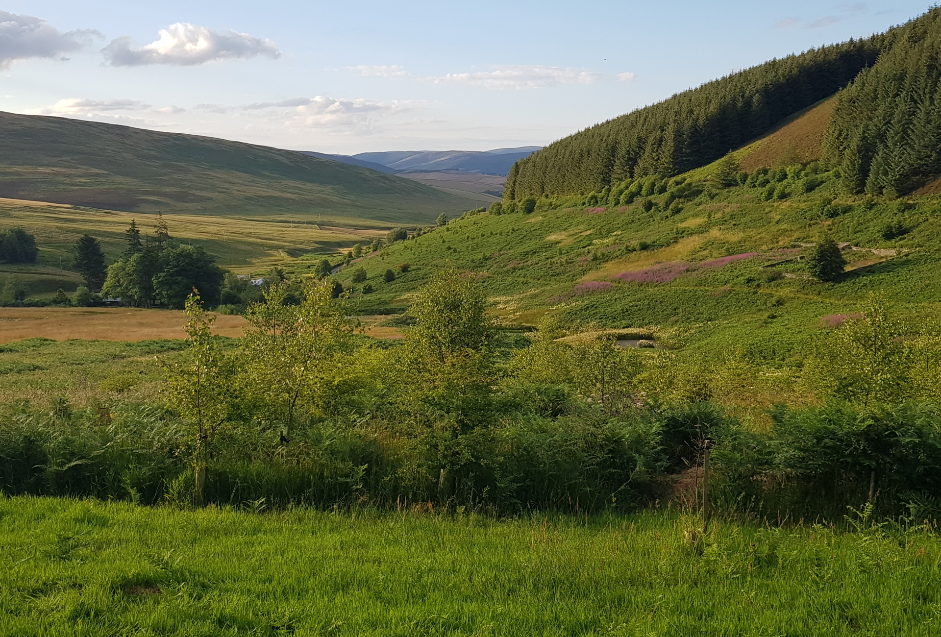 Phoenix Forest Landscape
