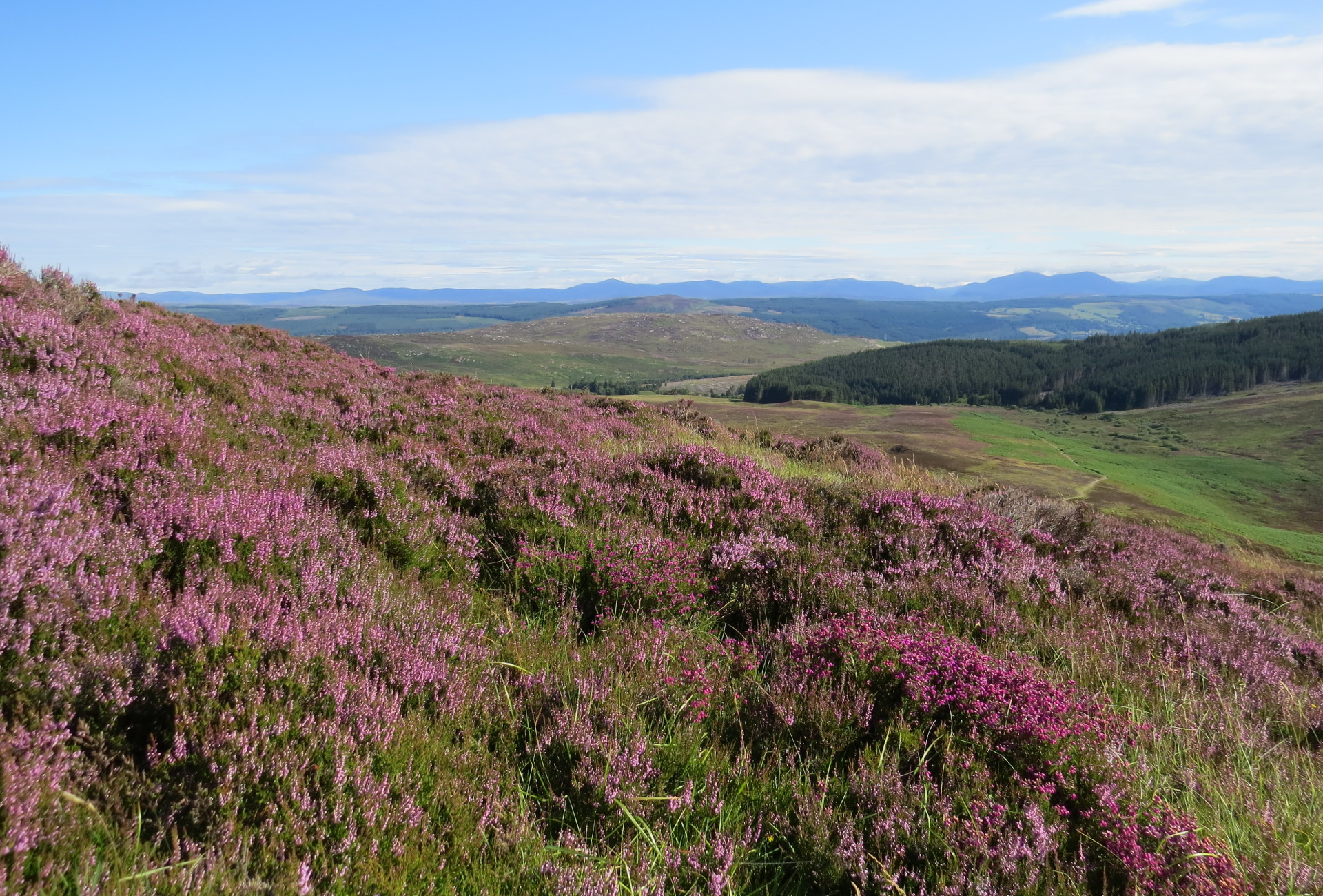 Heather at Schiehallion