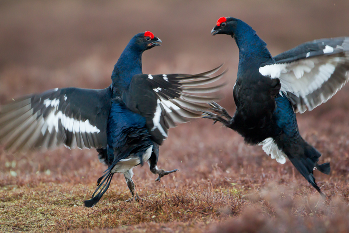 Black Grouse - 2020 Vision