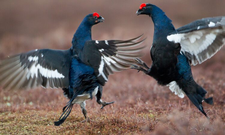 Black Grouse - 2020 Vision