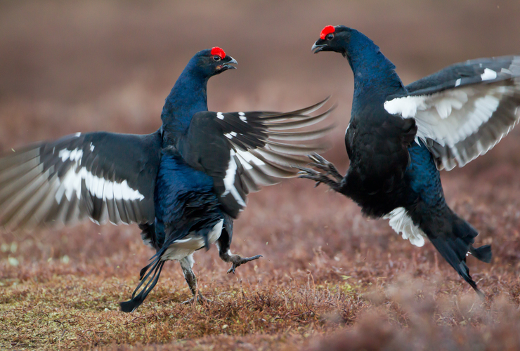 Black Grouse - 2020 Vision