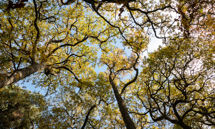 Trees - David Lintern