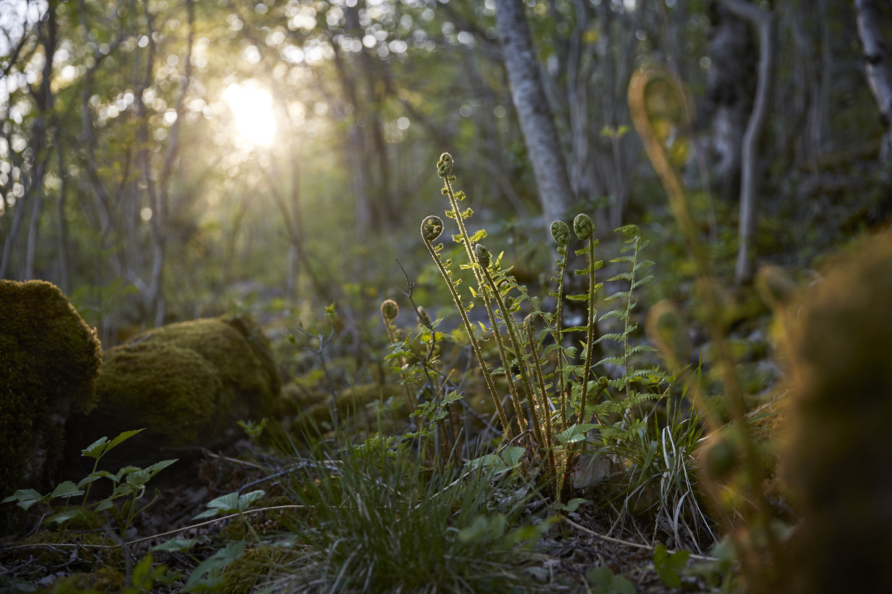 Woodland with Ferns - Benjamin Statham