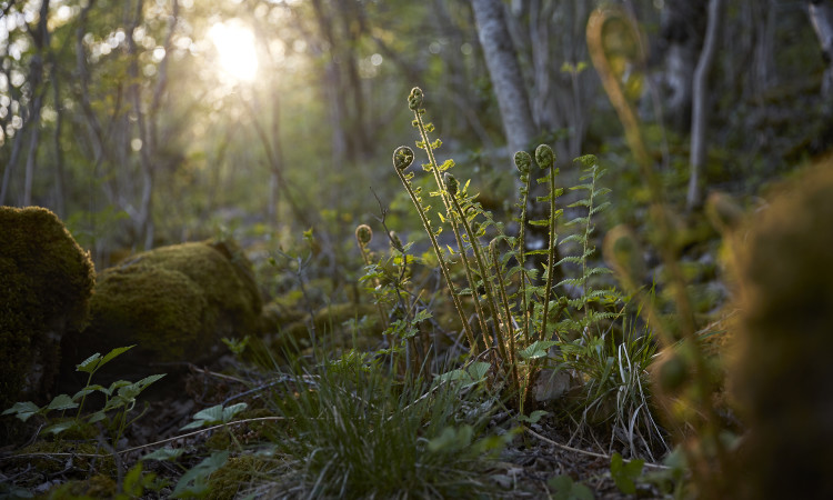 Woodland with Ferns - Benjamin Statham