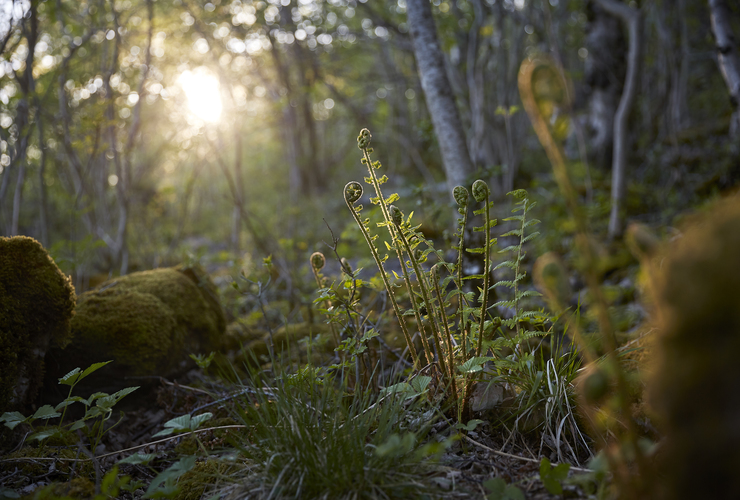 Woodland with Ferns - Benjamin Statham