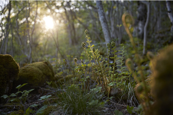 Woodland with Ferns - Benjamin Statham