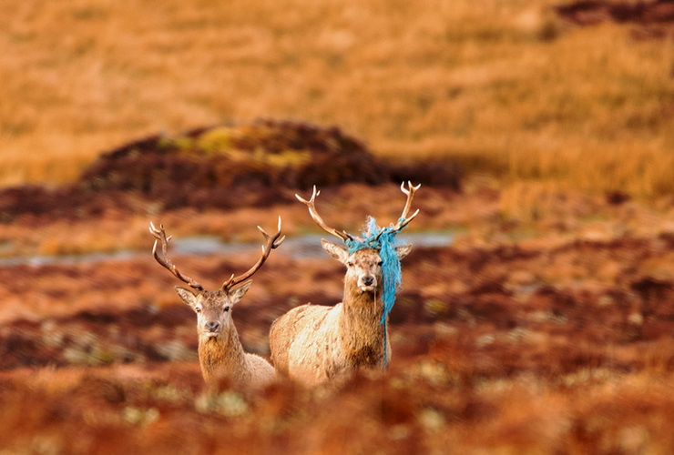 Morris Macleod Blue Rope Stag