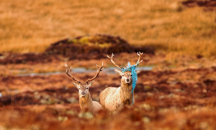Morris Macleod Blue Rope Stag