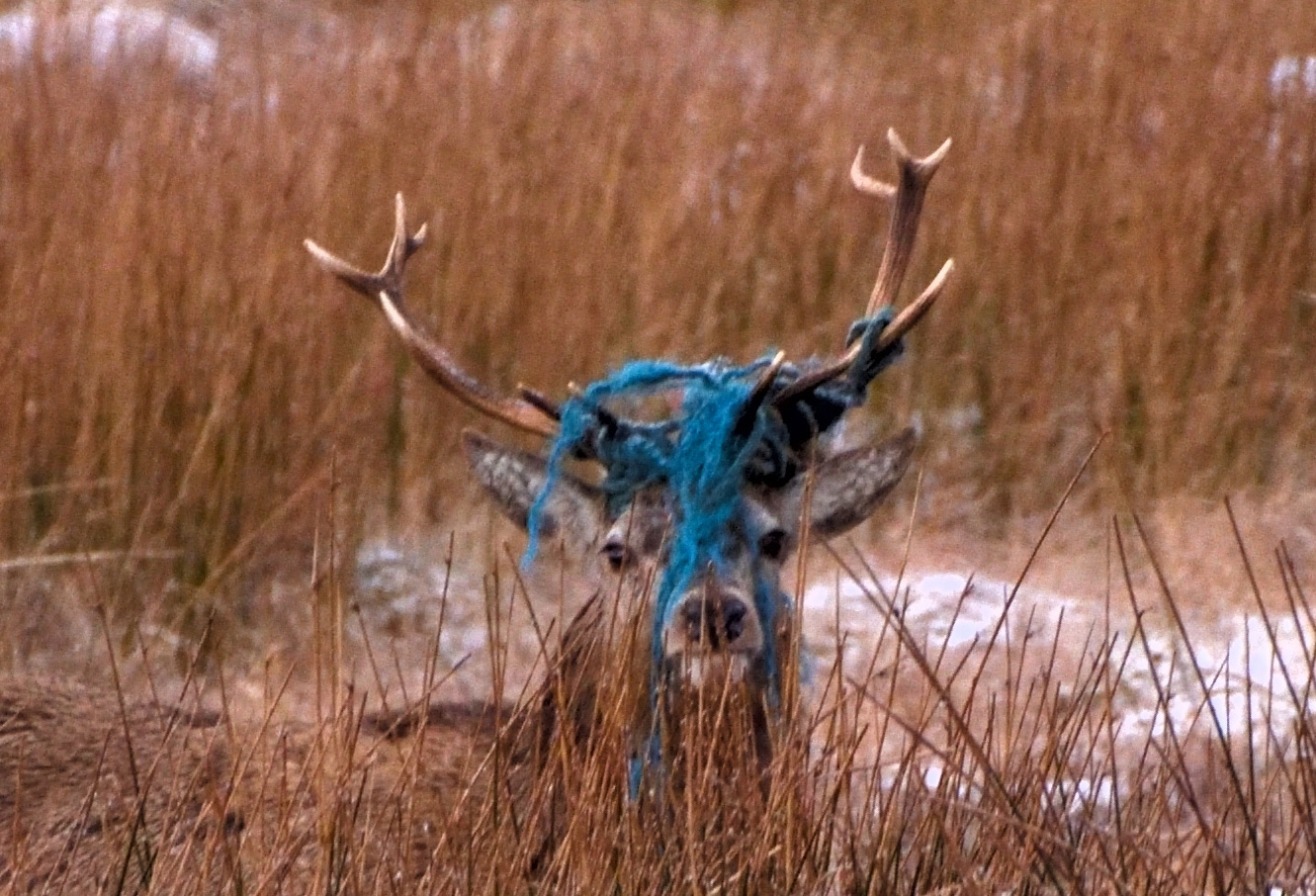 Morris Macleod Blue Rope Stag 2