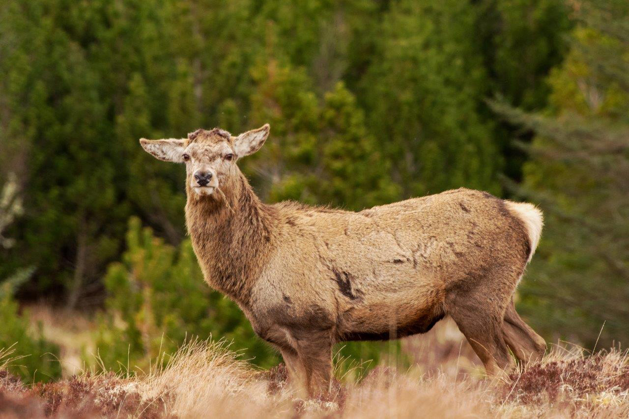 Morris Macleod Blue Rop Stag 3 