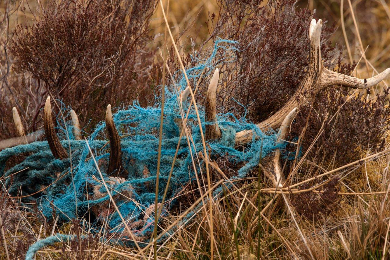 Morris Macleod Blue Rope Stag 4