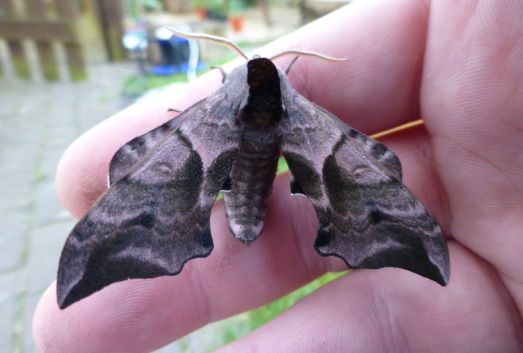 Eyed Hawkmoth