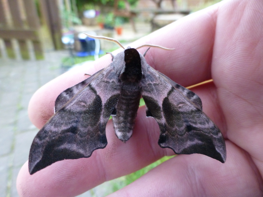 Field Notes The Moth Catcher - Moth Trap Diy Uk Field Notes The Moth Catcher - Moth Trap Diy Uk
