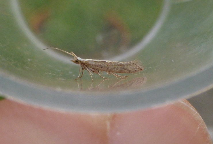 Diamond back moth